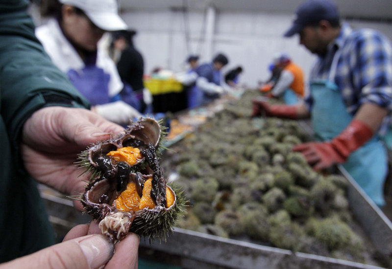 At a processing plant in Portland, a sea urchin is split open to reveal bright orange roe.