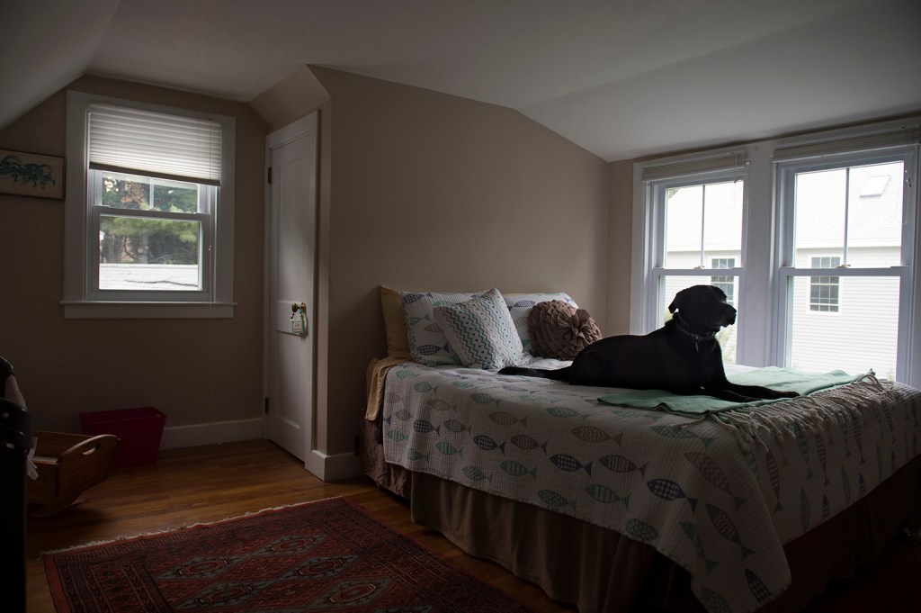 David McCarthy's black lab Kima, named for the drug fighting detective in "The Wire," sits on the bed in the room where her owner died of a heroin overdose in Falmouth. The dog has been adopted by her owner's parents.  Washington Post photo by Nikki Kahn