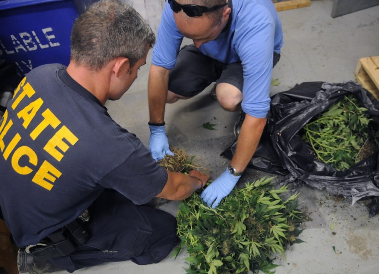 State Police Sgt. Jon Leach, left, and Trooper Chris Rogers cut the stems off marijuana plants Tuesday at the State Police barracks in Augusta that Rogers and other troopers seized at a building in West Gardiner.