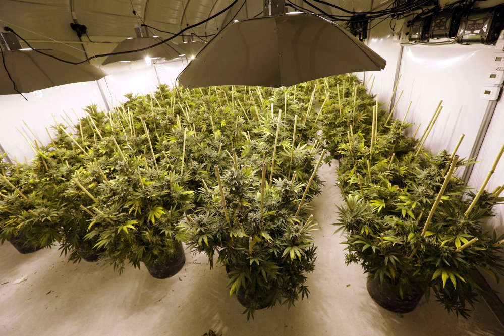 In this file photo taken Jan. 13, 2015, marijuana plants sit under powerful lamps in a growing facility in Arlington, Wash.