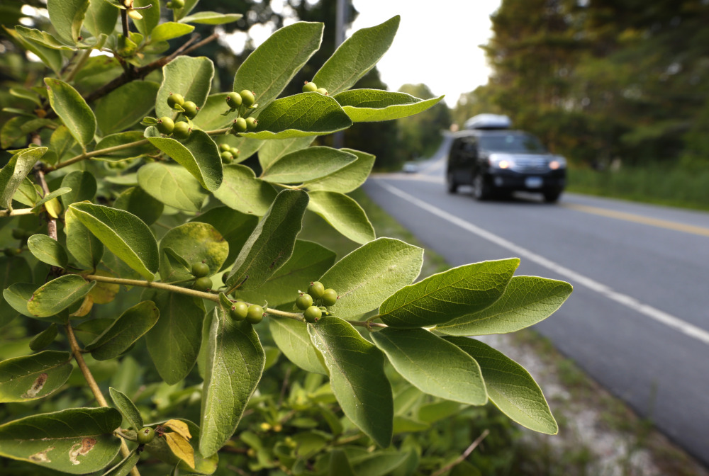 In this Friday photo, berries grow on a Morrow’s honeysuckle shrub spreading alongside a road in Freeport. The state has a problem with invasive plants, including honeysuckle, and it’s going to try to fix it with the Internet. Maine is using a new online mapping tool to try to identify and cut down plants that choke out native species in beloved natural areas.