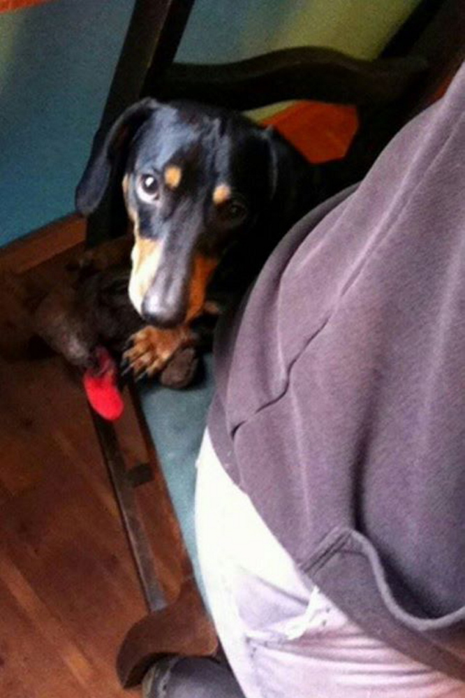 A brown and black dachshund was stolen from Water Street in Skowhegan on Thursday.