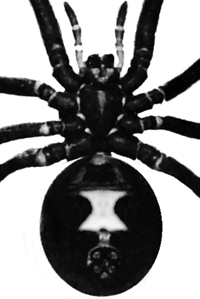 Markings on a black widow spider.