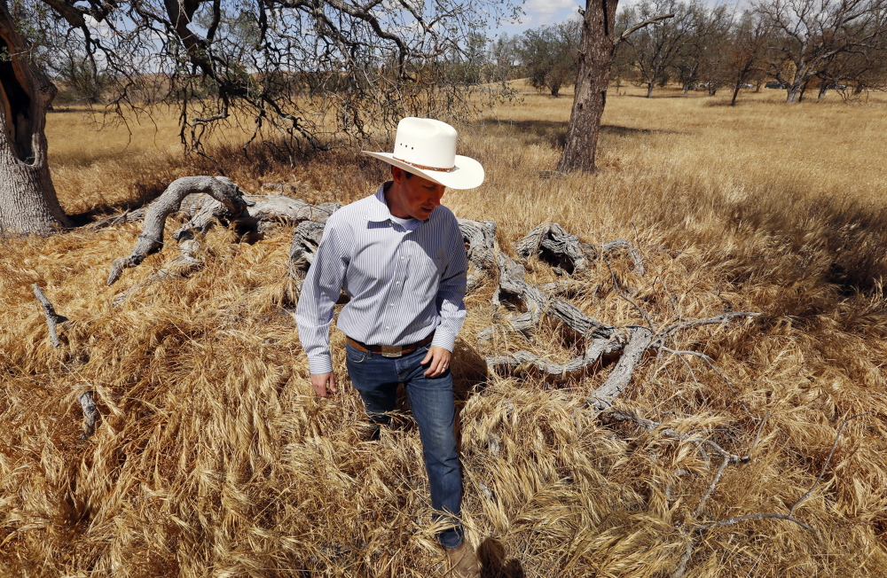 Rancher Daniel Sinton walks past dead and dying trees May 18 on Canyon Ranch, a beef operation near Shandon, Calif., in the state’s most drought-stricken region. Almonds have been blamed as the drought continues, but beef and dairy products actually have a much larger “water footprint.”