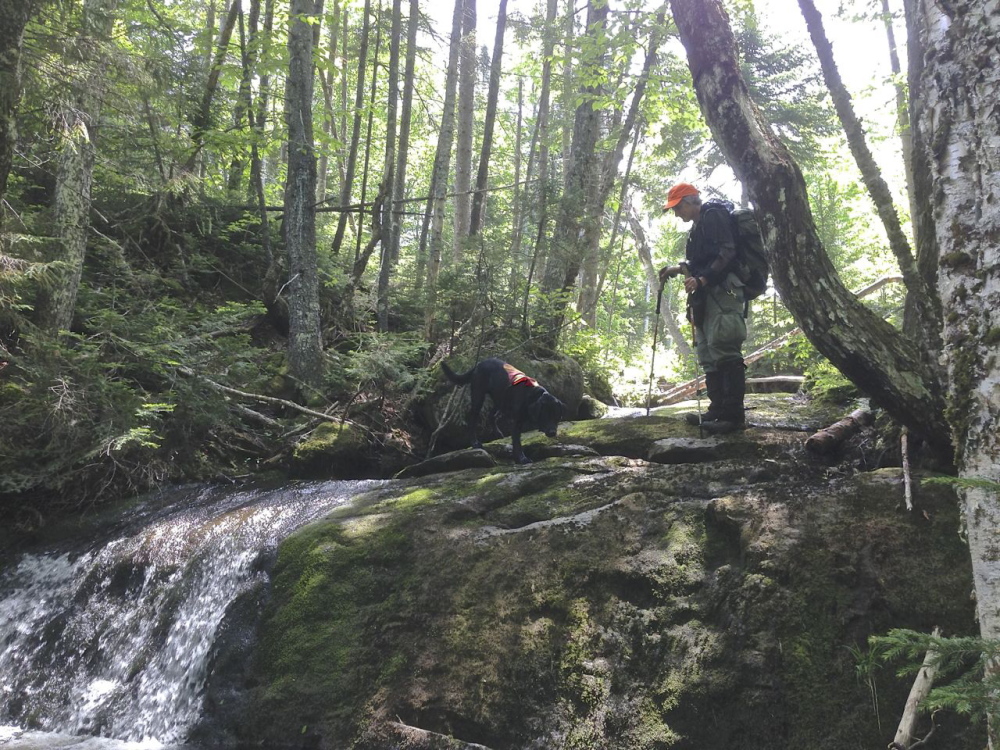 Deborah Palman, president of the Maine Association for Search and Rescue and a former warden with the Maine Warden Service, searches in the western Maine woods with her dog Raven for missing hiker Geraldine Largay on Tuesday, June 17, 2014.