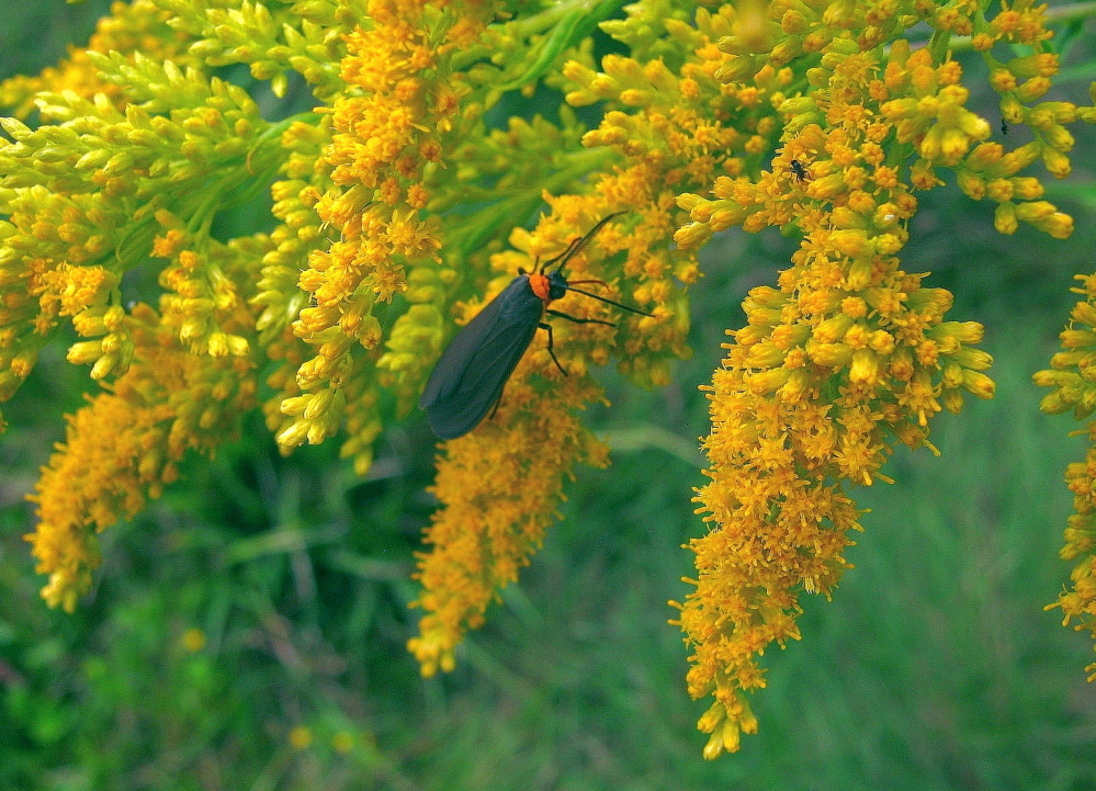 A lichen moth rests on a spray of goldenrod blossoms.