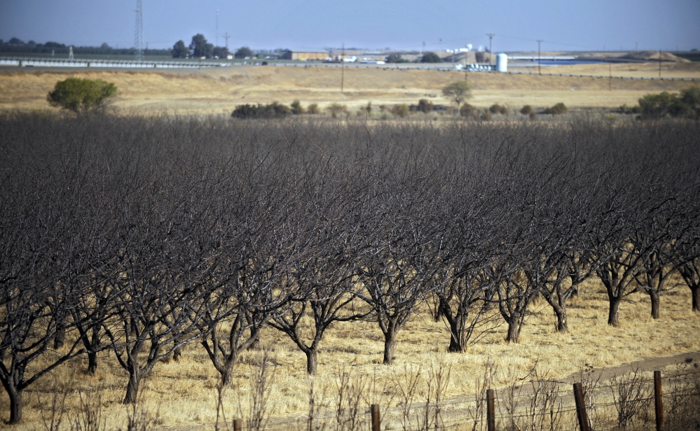 A row of dead almond trees in Fresno, Calif. The water-thirsty crop is mostly grown in California, where a drought is now in its fourth year.