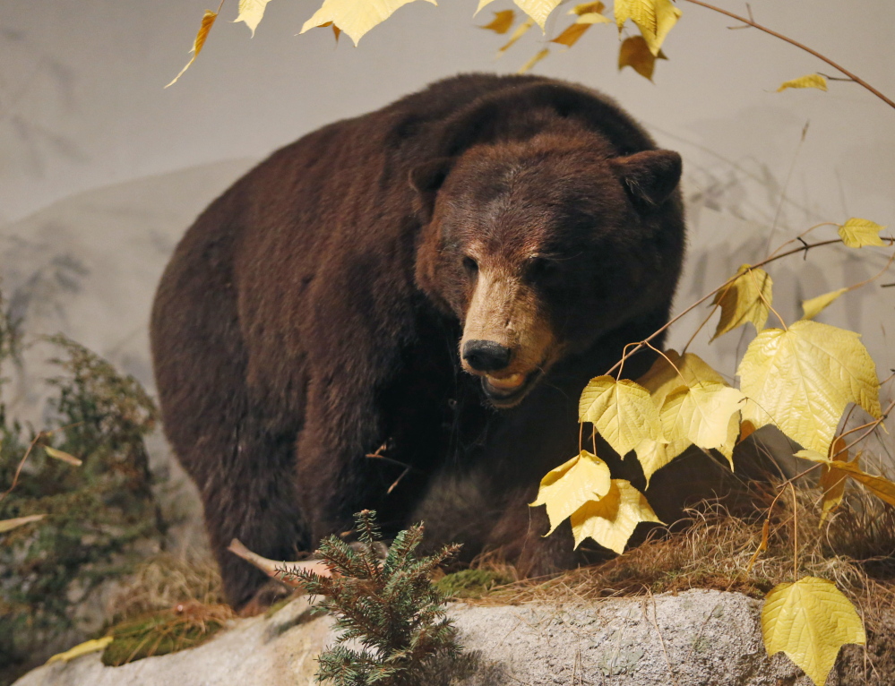 A mounted black bear displayed at the Maine State Museum in Augusta.  Maine bear hunters are getting ready for the season after withstanding a pair of challenges to the way they hunt.
