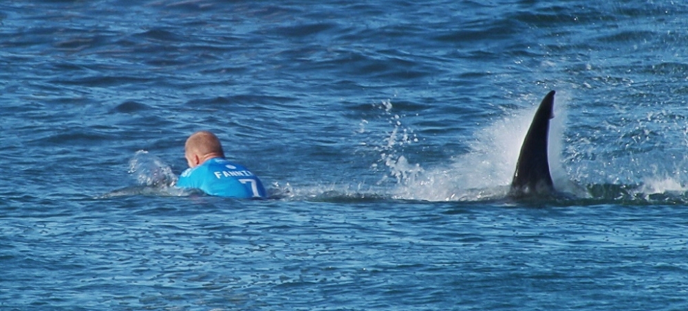 Australian surfer Mick Fanning is pursued by a shark in Jeffrey’s Bay, South Africa, on Sunday. Knocked off his board by the attacking shark, Fanning punched the creature before escaping without injuries during the televised finals of a world surfing competition.