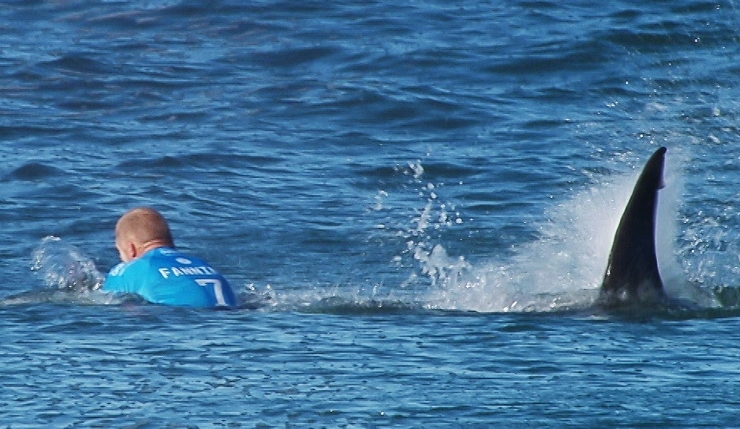 Australian surfer Mick Fanning was knocked off his board by a shark in Jeffreys Bay, South Africa, on Sunday.