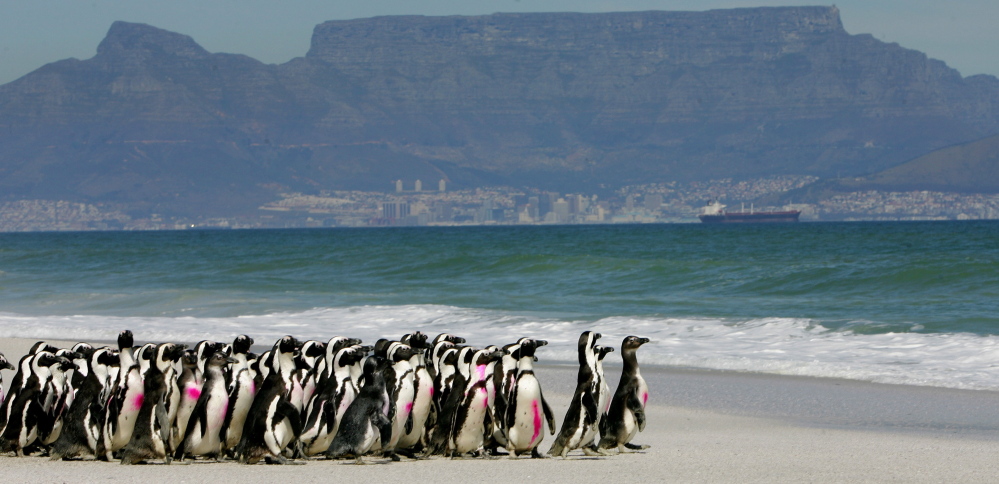 The march of the penguins has long been a popular tourist draw on the South African coast, but researchers say the well-being of the species is at risk as overfishing and climate change threaten their food sources.
