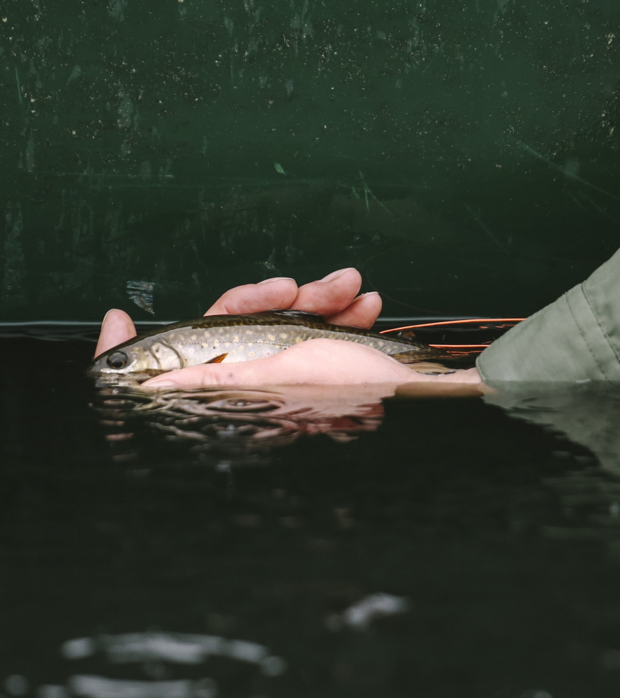 Cooler temperatures may draw brook trout as well as other species from ponds and lakes, and into flowing waters, providing the savvy angler with opportunities for productive fishing in solitude.