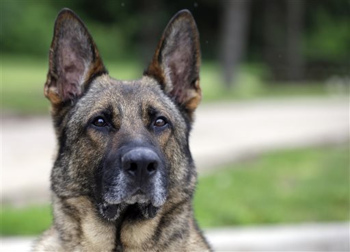  Axel, a 5-year-old German shepherd that spent three years in Afghanistan as a search and narcotics dog, will spend the rest of his working career in Indianapolis, where hes been assigned to the Lawrence Township School District police force. The Associated Press
