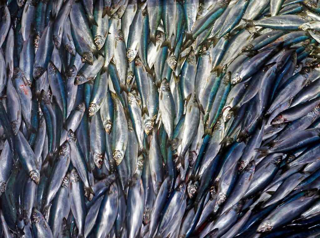 New England fishermen are catching staggering amounts of herring, signaling the rebounding of a fishery that collapsed in the early 2000s. Robert F. Bukaty / The Associated Press