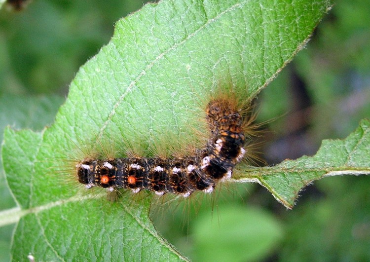 The browntail moth caterpillar has prickly hairs covering its body, and hairs cause skin rashes.