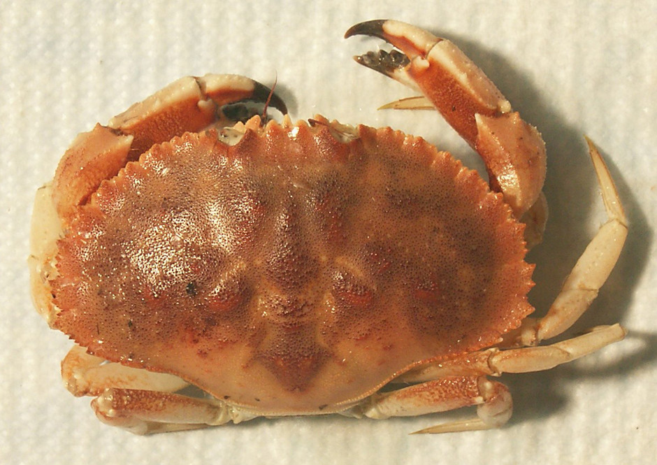 The Jonah crab is a cheaper alternative to Dungeness and stone crabs.