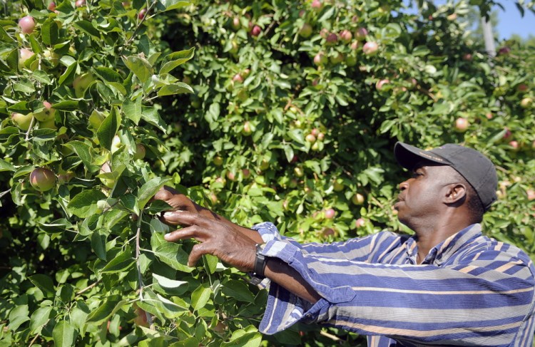 Lakeside Orchards foreman Altamont King inspects apples that were damaged by hail Saturday in Manchester. Damaged fruit will be harvested by Lakeside Orchards for cider while undamaged apples will be available to pick in the fall.