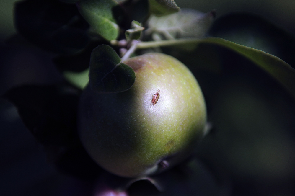 A damaged apple at Lakeside Orchards in Manchester, which was hit by a storm with hail on Saturday.