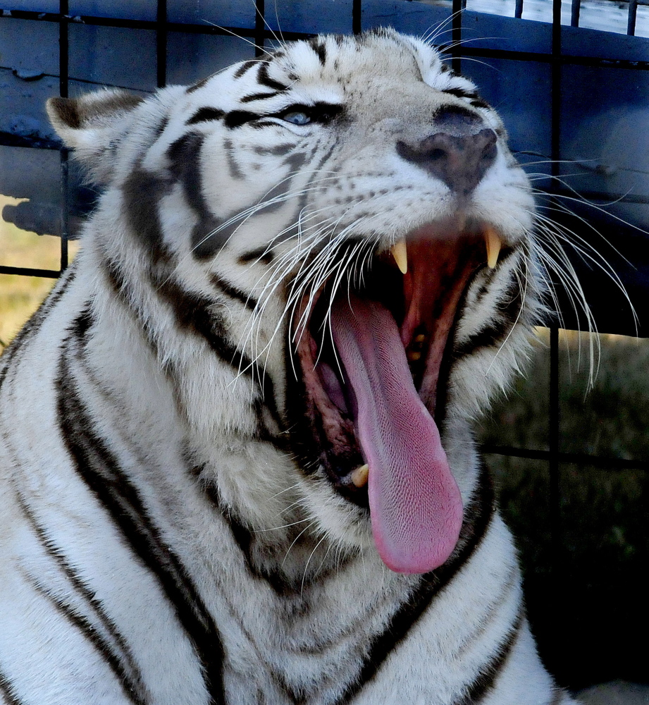 A white Bengal tiger lets out a big yawn while cooling off in the shade during a show at the Skowhegan State Fair on a hot Sunday.