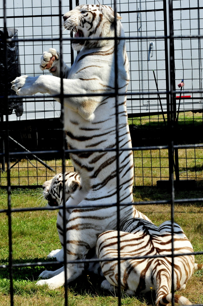 A white Bengal tiger sits on another tiger during a show on Sunday at the Skowhegan State Fair.