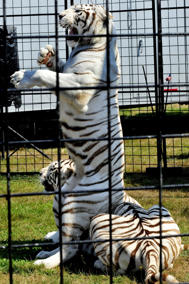 Bengal Tiger - Cougar Mountain Zoo