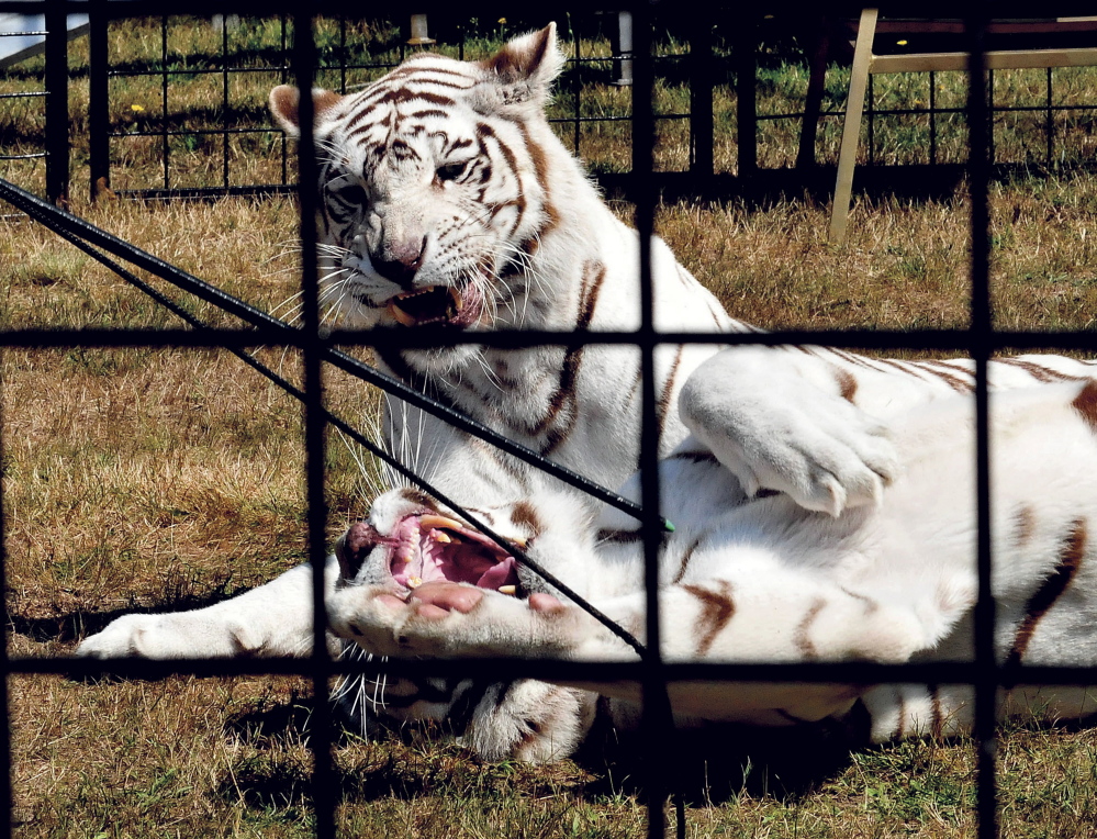 Two white Bengal tigers snarl at each other as they are coaxed to roll over together during a show at the Skowhegan fair on Sunday.