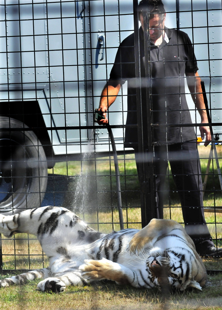 A trainer cools a grateful and cooperative Bengal with a water hose during a show on a hot Sunday at the Skowhegan fair.