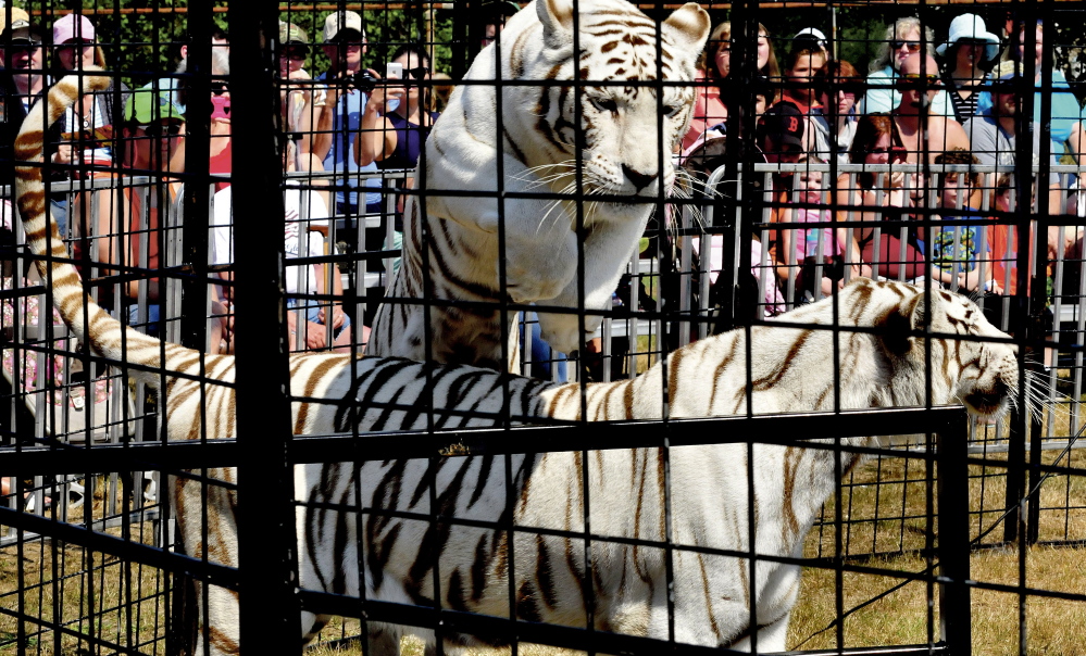 A white Bengal tiger leaps over another tiger during a show on Sunday at the Skowhegan State Fair.