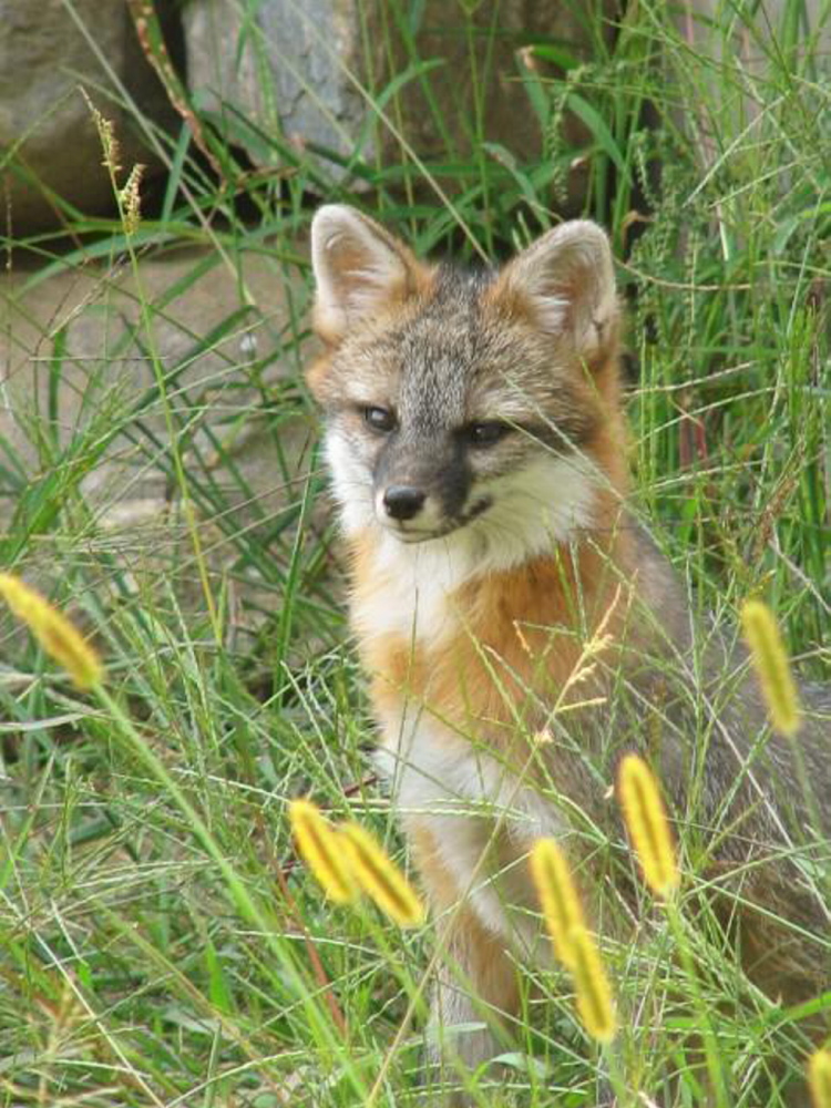 Gray fox are commonly found in southern and central Maine, according to the Maine Department of Inland Fisheries and Wildlife. Game wardens searched in Monmouth Monday for a gray fox that is believed to be rabid.