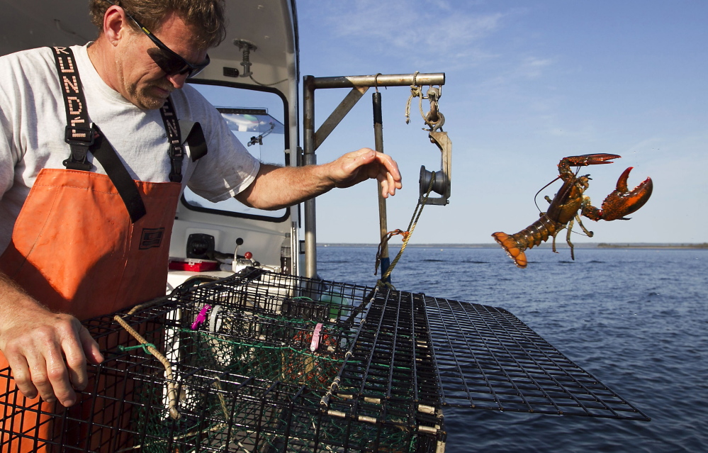 Scott Beede returns an undersized lobster in this 2012 file photo while fishing in Mount Desert. Scientists attribute lower lobster numbers in southern New England in large part to the warming of the ocean.