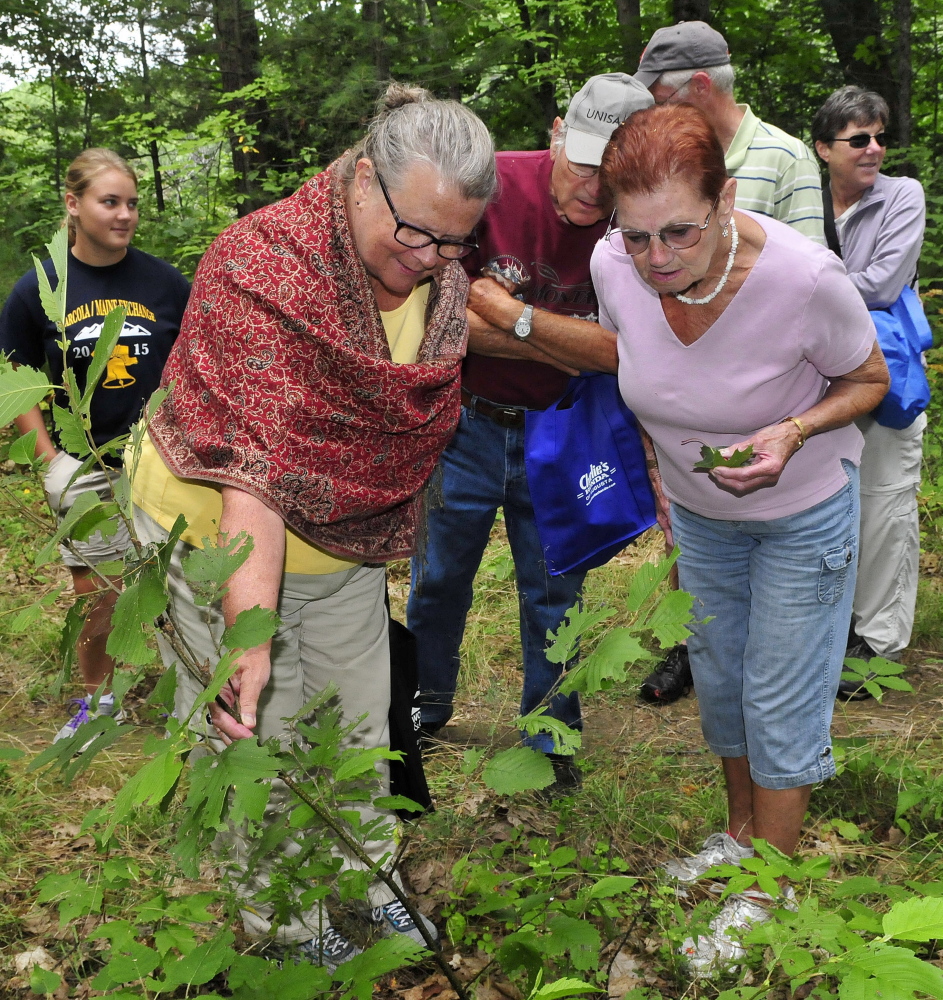 Patrice Drummond, left, and Carla Dillon-Jones look over a small maple tree that they identified during a nature walk through the Pines area in Madison on Sunday. The event was part of the Madison-Anson Days celebration.