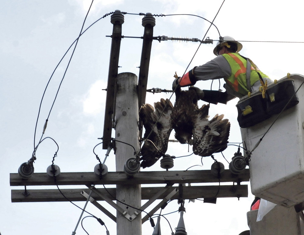 Central Maine Power employee Don Higgins pulls the body of an American bald eagle off the wires of a utility pole on Allen Street in Waterville after it landed on the pole and was electrocuted on Tuesday. The bird was in the wires for several hours until CMP turned off the power after 5 p.m. to disentangle the bird.