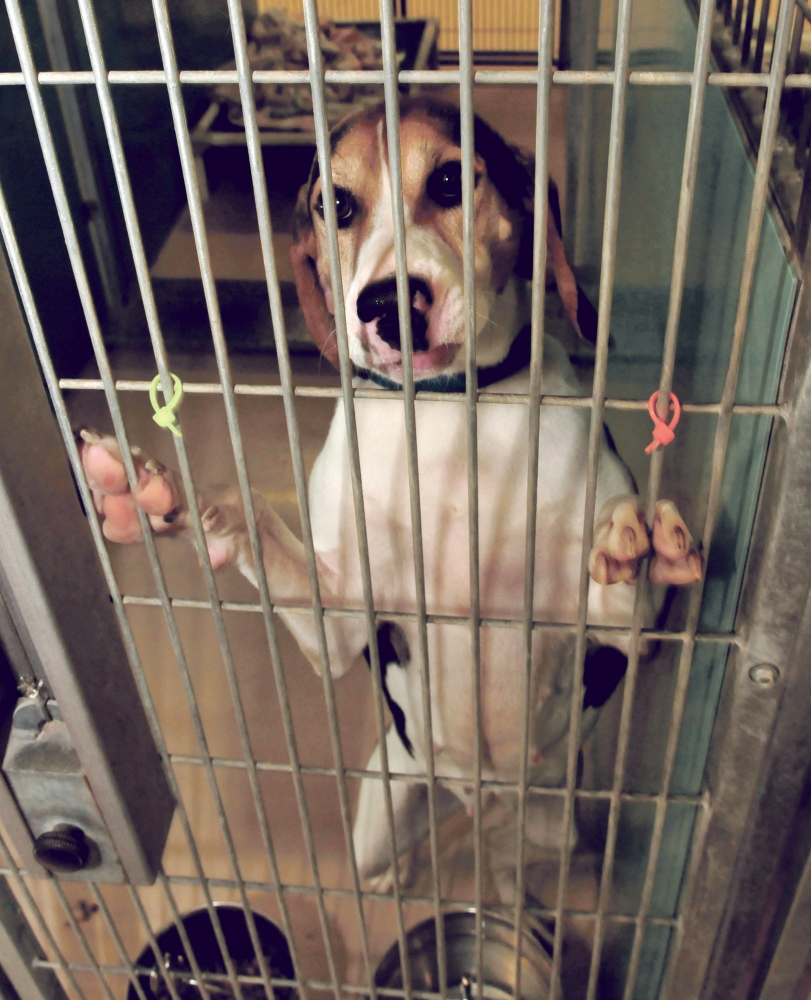 GALLERY Waterville Humane Society Kennebec Journal and Morning Sentinel