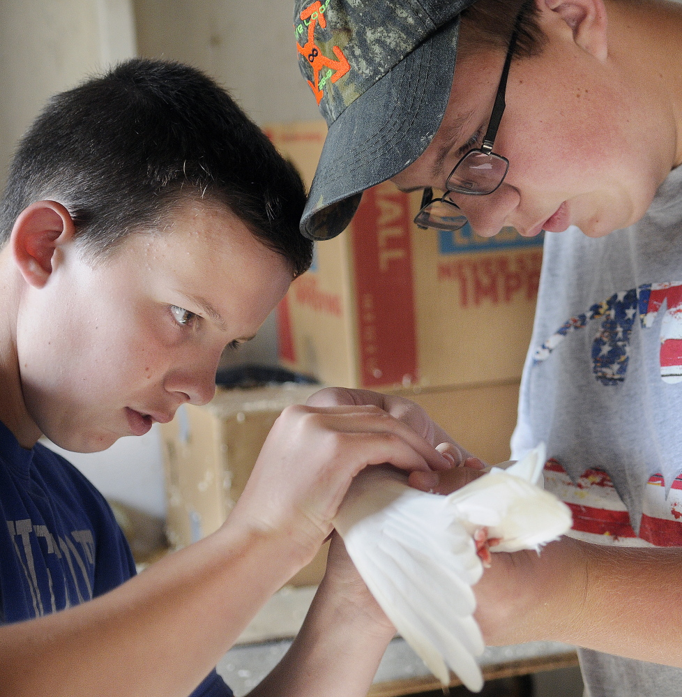 Ethan Pullen, 16, right, and his brother, Ryan, 14, groom an Arabian Trumpeter pigeon on Sunday for judging at the Central Maine Bird Fanciers Club exhibit at the Windsor Fair.  The Oakland teenagers competed with several different birds.