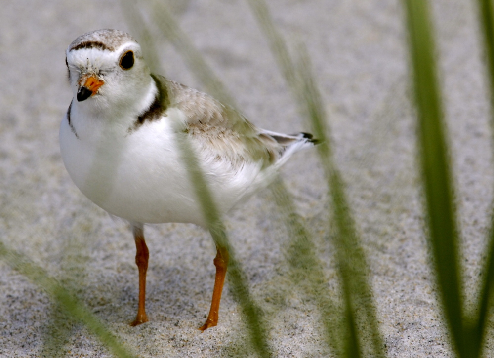 Because piping plovers nest and breed on beaches from spring through late summer, they have become a point of tension over beach restrictions.