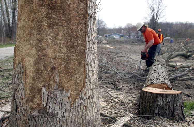Ash trees like this one near Whitehouse, Ohio, are often cut down when an emerald ash borer infestation is discovered. Sometimes trees are stripped of their bark to attract the beetles, then are cut down to check for the pests.
