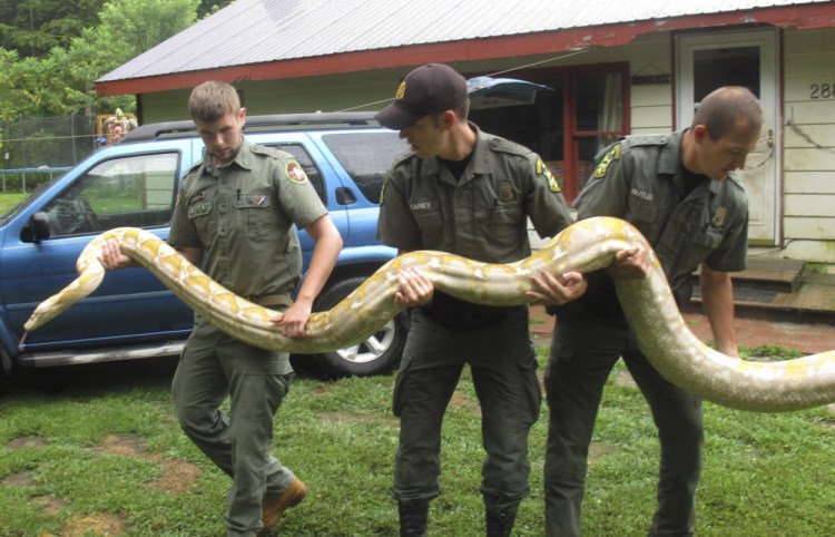 Mack Ralbovsky, left, of the Rainforest Reptile Shows, gets assistance from Vermont game wardens Tim Carey, center, and Wes Butler as they remove a reticulated python, between 17 and 18 feet long, from the home of Pat Howard on Tuesday in North Clarendon, Vt.