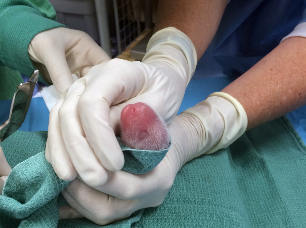 One of the giant panda cubs is examined by veterinarians after being born at Smithsonian’s National Zoo  in Washington. One of the twin panda cubs has died.