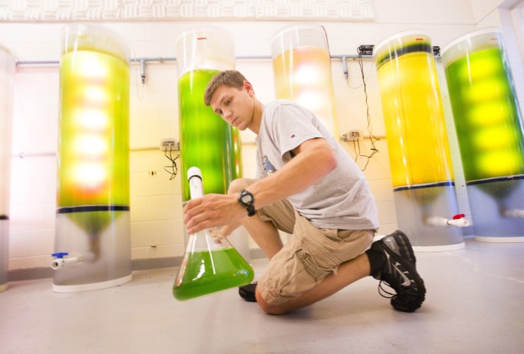 Cameron Hodgdon, a UNE marine science major, siphons liquid from culture tanks at the Biddeford campus. If its coalition is awarded bond money, UNE plans to expand its marine labs and collaborate with business partners.