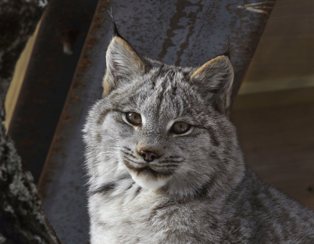 Tracking surveys from last winter indicate that Maine’s Canada lynx population is expanding to the west and east while remaining stable in its core northern Maine range.