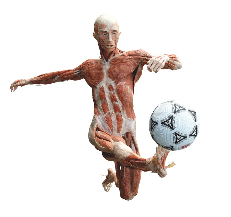 "The Soccer Player": one of the figures that will be on display when "Body Worlds" opens Sept. 4 on Commercial Street. © Gunther von Hagens' BODY WORLDS, Institute for Plastination, Heidelberg, Germany, www.bodyworlds.com.
All rights reserved.
