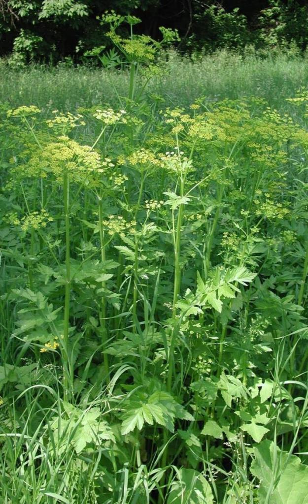 The wild parsnip is common to fields and roadsides. Maine.gov photo