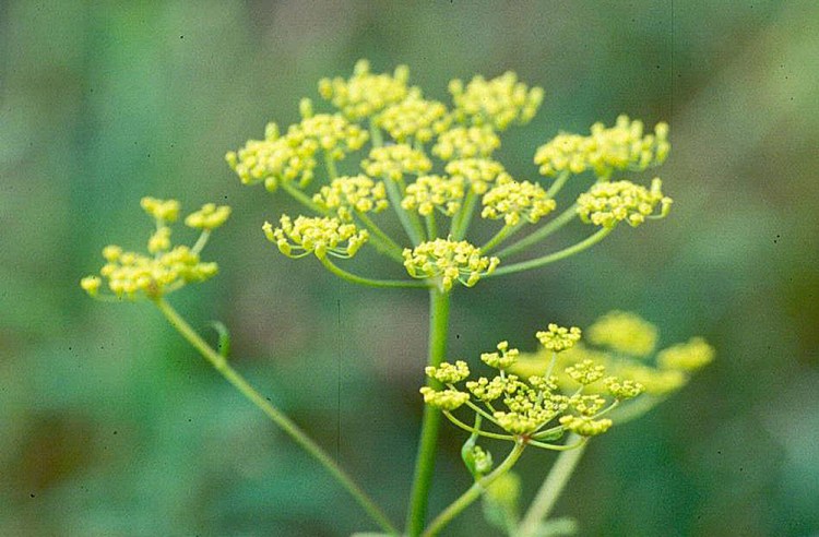 The wild parsnip flower is similar in structure to that of Queen Anne's Lace. Maine.gov photo