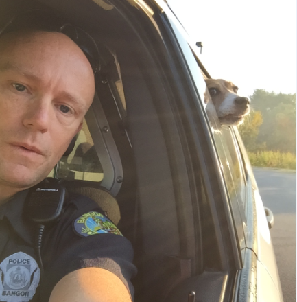 Officer Eddie Mercier took a selfie with the dog, who had been found and captured, sitting in the backseat of a cop car and poking his head out the window. Bangor Police Department photo