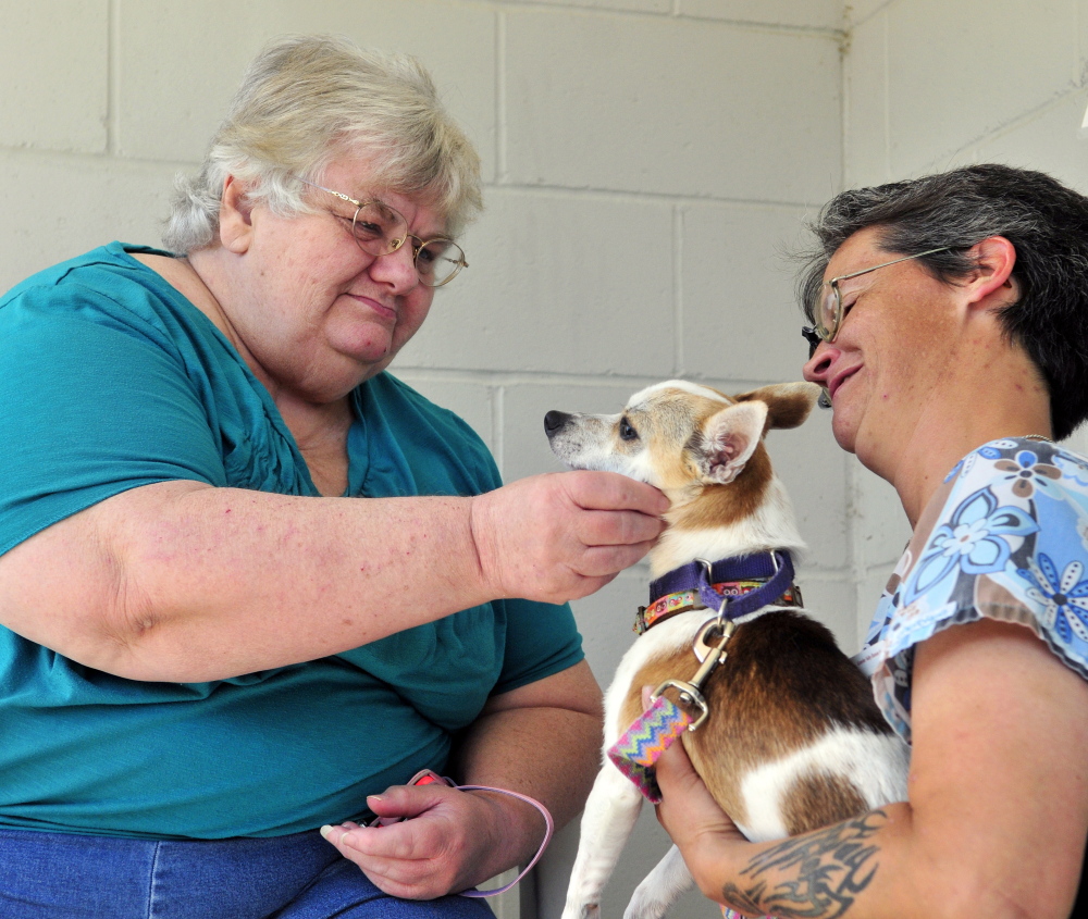 Nancy Dineen, of Benton, left, meets a Chihuahua named Gus held by animal care technician Andrea Orne on Tuesday at the Kennebec Valley Humane Society in Augusta.
