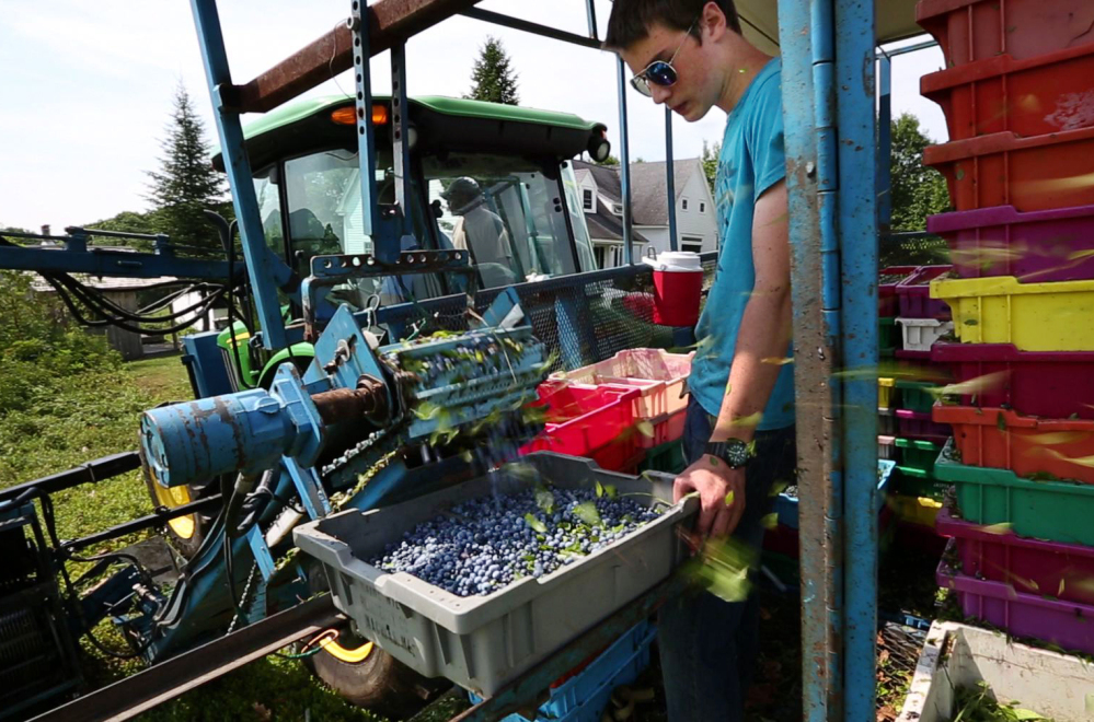 Blueberries fill a tray on a mechanical harvester near Appleton, Maine. Mechanization is slowly ending Maine farmers’ reliance on migrant labor for the state’s beloved blueberry harvest. It means the end of a way of life in rural Maine, where people have come from Mexico and Haiti for generations to work in fields.