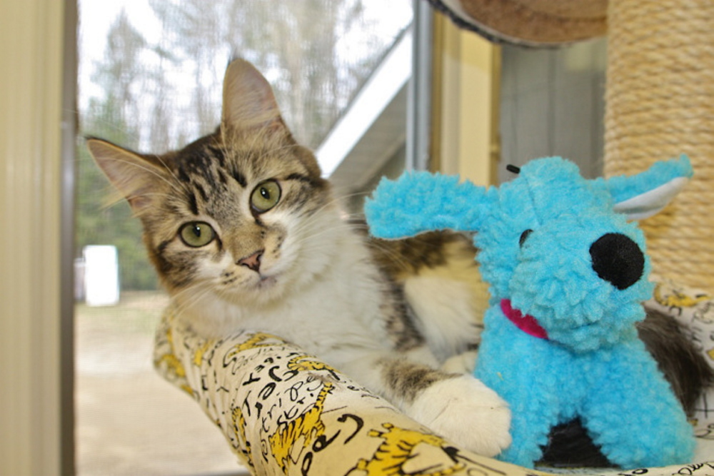 Adult cats, like this one, are available Saturday at the Franklin County Animal Shelter’s Empty the Shelter event.
