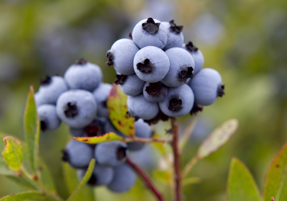 Maine’s blueberry season was average to below average  in 2015. University of Maine scientists said the cold spring and dry summer conspired to knock the harvest down from 104 million pounds last year to about 85 to 90 pounds this year.