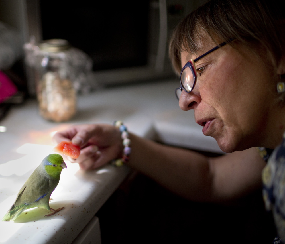 Aimee Kudlak of Portland feeds watermelon to her 4-year-old parrotlet, Basel, on Monday. Basel escaped Kudlak’s house and flew away two weeks ago, but a woman a few miles away found Basel and the two connected via Craigslist, with the help of a bird lost-and-found group.
