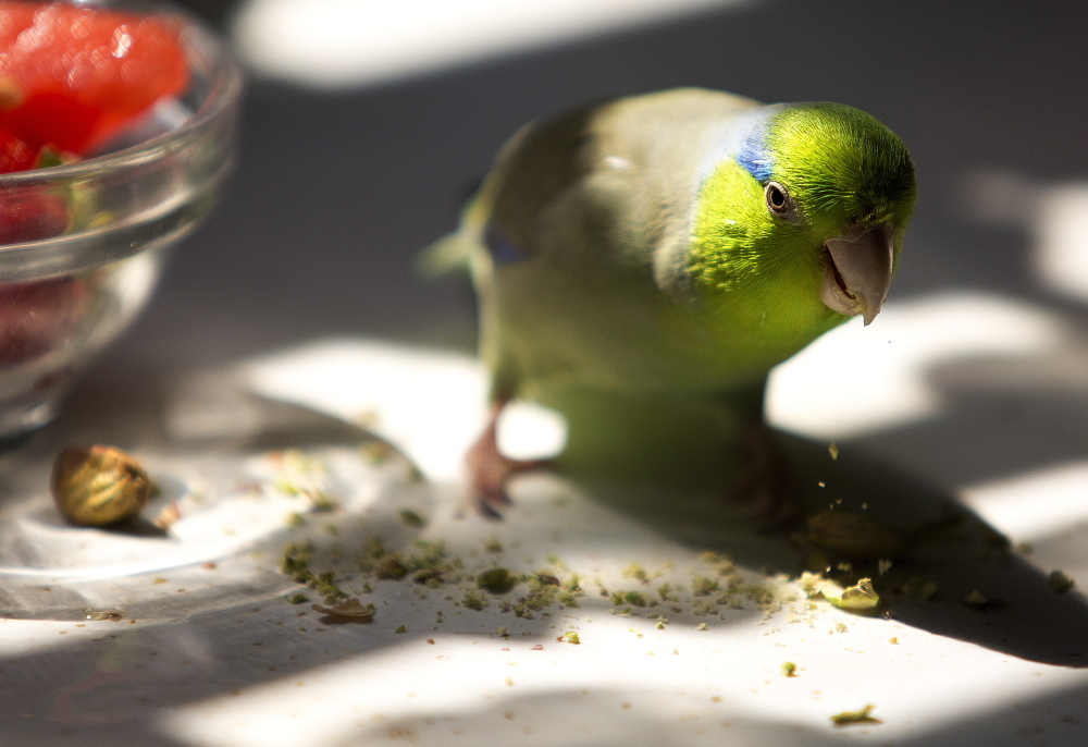 Basel the parrotlet eats a pistachio in Aimee Kudlak’s kitchen. During his two-week flight of fancy in the outdoors he landed on people’s heads and dove into a swimming pool.